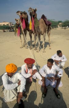 a camel herder at the Bikaner Camel Festival in the Town of Bikaner in the Province of Rajasthan in India.  India, Bikaner, January, 1998