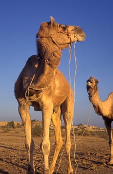 Camels at the Bikaner Camel Festival in the Town of Bikaner in the Province of Rajasthan in India.  India, Bikaner, January, 1998
