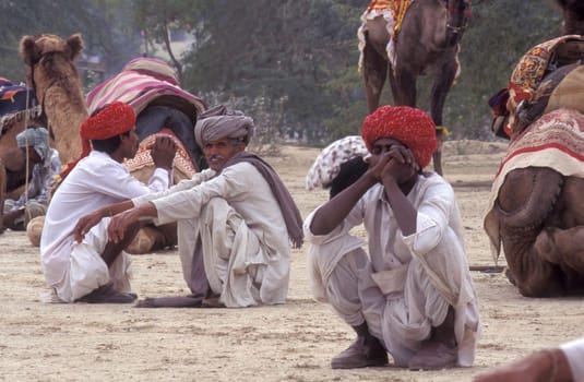 a camel herder at the Bikaner Camel Festival in the Town of Bikaner in the Province of Rajasthan in India.  India, Bikaner, January, 1998