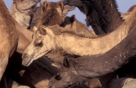 Camels at the Bikaner Camel Festival in the Town of Bikaner in the Province of Rajasthan in India.  India, Bikaner, January, 1998