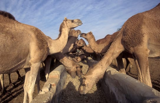Camels at the Bikaner Camel Festival in the Town of Bikaner in the Province of Rajasthan in India.  India, Bikaner, January, 1998