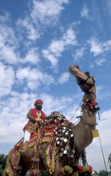 a camel herder in traditional Rajasthani dress at the Bikaner Camel Festival in the Town of Bikaner in the Province of Rajasthan in India.  India, Bikaner, January, 1998