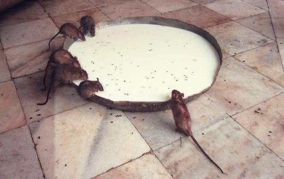 Inside of the Karni Mata Rat Temple in the Town of Deshnoke in the Province of Rajasthan in India.  India, Bikaner, January, 1998