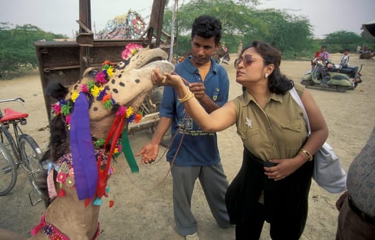 a Women play with a Camel at the Bikaner Camel Festival in the Town of Bikaner in the Province of Rajasthan in India.  India, Bikaner, January, 1998