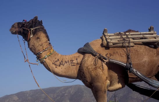 Camels at the Bikaner Camel Festival in the Town of Bikaner in the Province of Rajasthan in India.  India, Bikaner, January, 1998