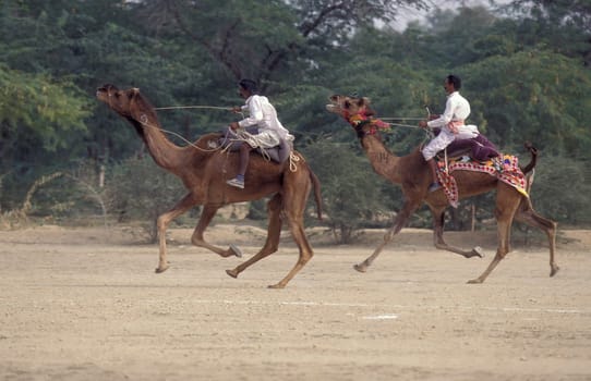 a camel herder at the Bikaner Camel Festival and Race in the Town of Bikaner in the Province of Rajasthan in India.  India, Bikaner, January, 1998
