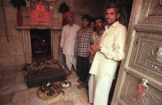 Inside of the Karni Mata Rat Temple in the Town of Deshnoke in the Province of Rajasthan in India.  India, Bikaner, January, 1998