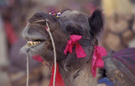 Camels at the Bikaner Camel Festival in the Town of Bikaner in the Province of Rajasthan in India.  India, Bikaner, January, 1998