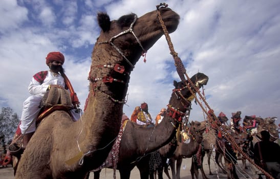 a camel herder at the Bikaner Camel Festival in the Town of Bikaner in the Province of Rajasthan in India.  India, Bikaner, January, 1998
