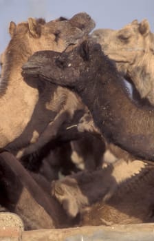 Camels at the Bikaner Camel Festival in the Town of Bikaner in the Province of Rajasthan in India.  India, Bikaner, January, 1998