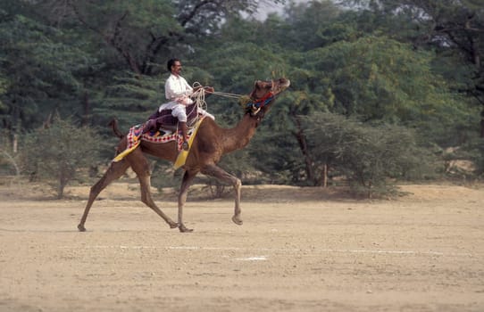 a camel herder at the Bikaner Camel Festival and Race in the Town of Bikaner in the Province of Rajasthan in India.  India, Bikaner, January, 1998