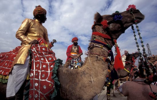 a camel herder in traditional Rajasthani dress at the Bikaner Camel Festival in the Town of Bikaner in the Province of Rajasthan in India.  India, Bikaner, January, 1998