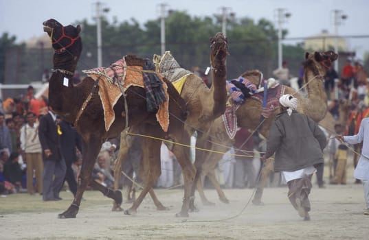 a camel herder at the Bikaner Camel Festival and Race in the Town of Bikaner in the Province of Rajasthan in India.  India, Bikaner, January, 1998