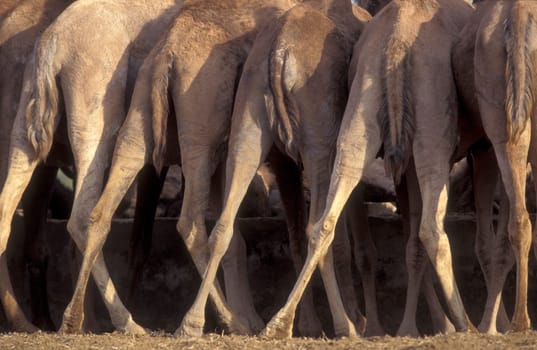 Camels at the Bikaner Camel Festival in the Town of Bikaner in the Province of Rajasthan in India.  India, Bikaner, January, 1998