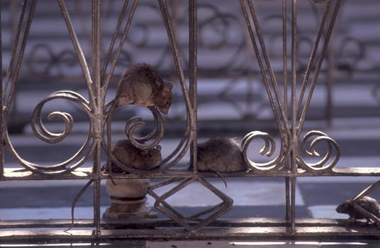 a Rat inside of the Karni Mata Rat Temple in the Town of Deshnoke in the Province of Rajasthan in India.  India, Bikaner, January, 1998