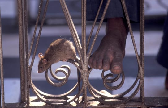a Rat inside of the Karni Mata Rat Temple in the Town of Deshnoke in the Province of Rajasthan in India.  India, Bikaner, January, 1998