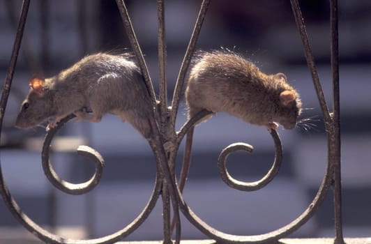 a Rat inside of the Karni Mata Rat Temple in the Town of Deshnoke in the Province of Rajasthan in India.  India, Bikaner, January, 1998