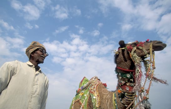 a camel herder at the Bikaner Camel Festival in the Town of Bikaner in the Province of Rajasthan in India.  India, Bikaner, January, 1998