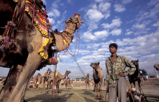 a camel herder at the Bikaner Camel Festival in the Town of Bikaner in the Province of Rajasthan in India.  India, Bikaner, January, 1998