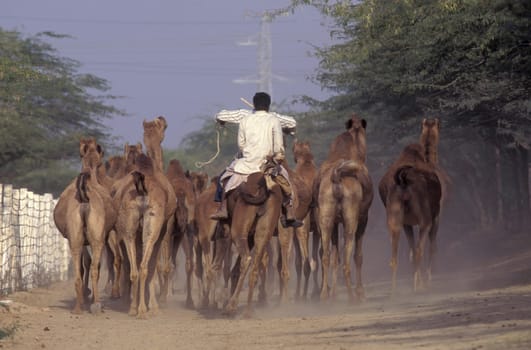 a camel herder at the Bikaner Camel Festival in the Town of Bikaner in the Province of Rajasthan in India.  India, Bikaner, January, 1998
