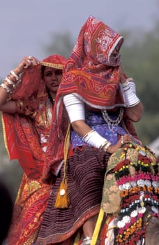 Women in traditional Rajasthani dress on a Camel at the Bikaner Camel Festival in the Town of Bikaner in the Province of Rajasthan in India.  India, Bikaner, January, 1998