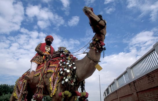 a camel herder in traditional Rajasthani dress at the Bikaner Camel Festival in the Town of Bikaner in the Province of Rajasthan in India.  India, Bikaner, January, 1998