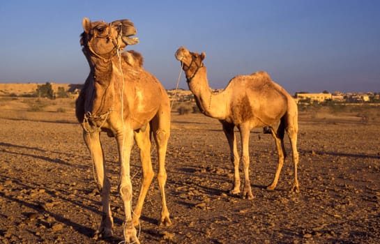 Camels at the Bikaner Camel Festival in the Town of Bikaner in the Province of Rajasthan in India.  India, Bikaner, January, 1998
