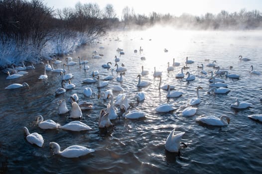 Beautiful white whooping swans swimming in the nonfreezing winter lake. The place of wintering of swans, Altay, Siberia, Russia.