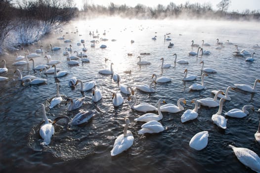Beautiful white whooping swans swimming in the nonfreezing winter lake. The place of wintering of swans, Altay, Siberia, Russia.