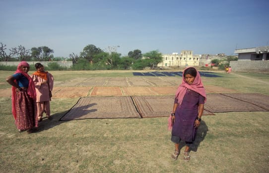Working People in a textile coloring and dryeing Factory in the City of Jaipur in the Province of Rajasthan in India.  India, Jaipur, January, 1998