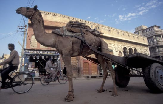 a Camel wagon on a road in the City of Jaipur in the Province of Rajasthan in India.  India, Jaipur, January, 1998