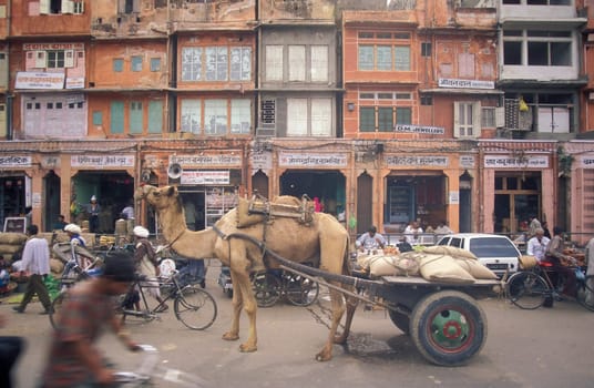 a Camel with cart at a market street in the City of Jaipur in the Province of Rajasthan in India.  India, Jaipur, January, 1998