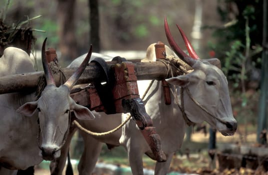 a Ox cart at a market street in the City of Jaipur in the Province of Rajasthan in India.  India, Jaipur, January, 1998
