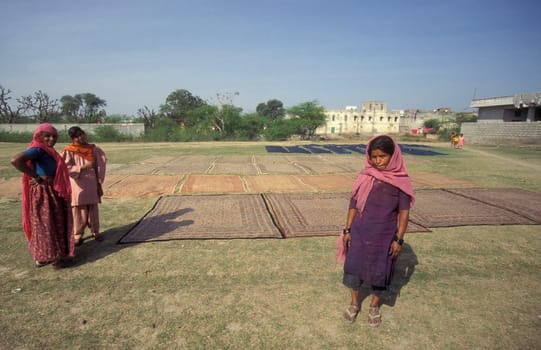 Working People in a textile coloring and dryeing Factory in the City of Jaipur in the Province of Rajasthan in India.  India, Jaipur, January, 1998