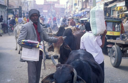 a men with a holy cow at a market street in the City of Jaipur in the Province of Rajasthan in India.  India, Jaipur, January, 1998