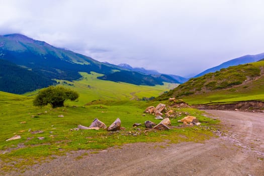 dirt road in the mountain hills at rainy summer day with tree at rainy summer day.