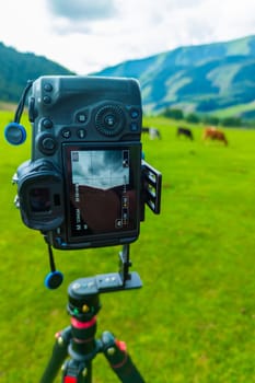 professional camera on a tripod shooting grazing cows at mountain meadow vertically