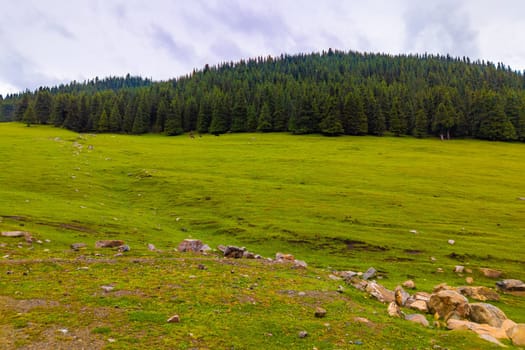 few free-range grass-fed cows are grazing near spruce forest at the mountain hills at rainy summer day in Grigoryevskoye gorge in Kyrgyzstan