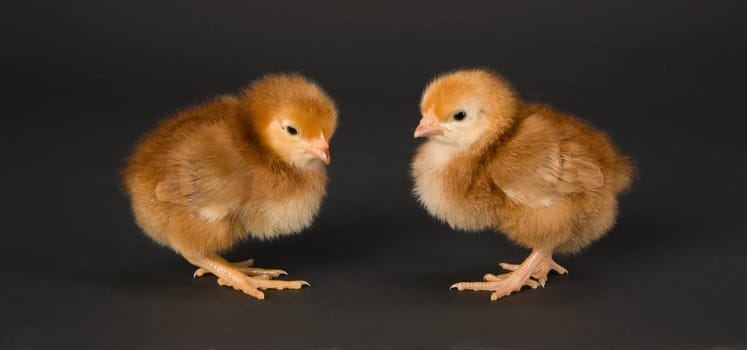 Two Chicks stand beak to beak