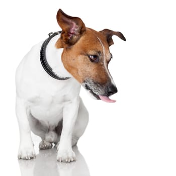 dog licking tongue hungry