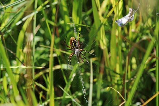 A female wasp spider has caught prey in her web