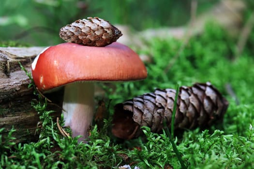 The flame-stemmed russula is a red and white mushroom. Red mushroom with spruce cones
