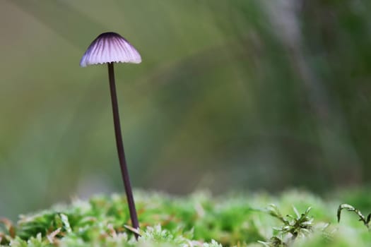 The tough thread helminth is a small, delicate fungus that grows in moss
