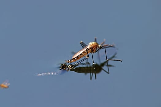 Newly hatched male mosquito, an Asian bush mosquito (Aedes japonicus)