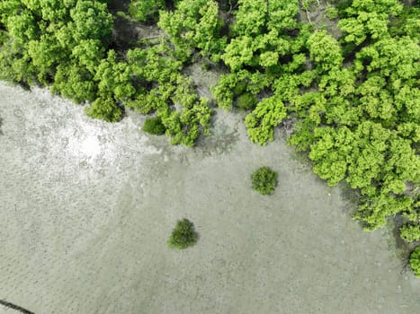 Aerial top view of green mangrove forest. Mangrove ecosystem. Natural carbon sinks. Mangroves capture CO2 from the atmosphere. Blue carbon ecosystems. Mangroves absorb carbon dioxide emissions.