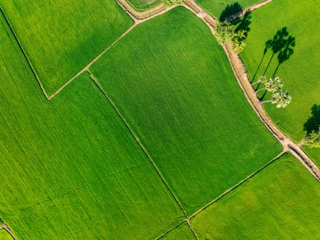 Aerial view of lush green rice field with small winding canal. Sustainable agriculture landscape. Sustainable rice farming. Rice cultivation. Green landscape. Organic farming. Sustainable land use.