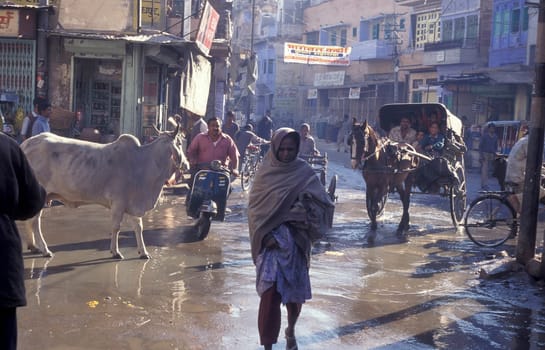the Traffic with Motorbike and horse cart in the Blue City and Town of Jodhpur in the Province of Rajasthan in India.  India, Jodhpur, January, 1998
