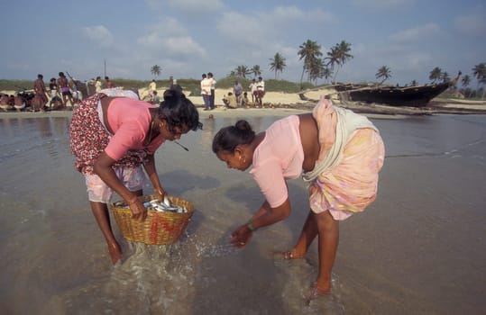 Fishing people sort out the fresh Fish and sale it at a Beach of a Fishing Village on the Coast at the Town of Colva in the Province of Goa in India,  India, Goa, April, 1996