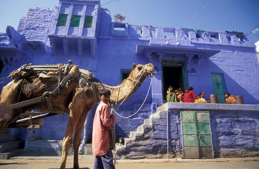a Camel in front of a blue painted living House in the Blue City and Town of Jodhpur in the Province of Rajasthan in India.  India, Jodhpur, January, 1998