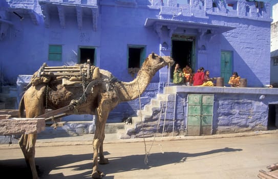 a camel at a blue painted living House in the Blue City and Town of Jodhpur in the Province of Rajasthan in India.  India, Jodhpur, January, 1998